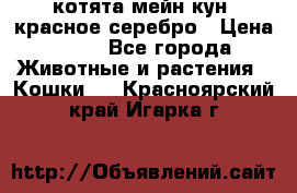 котята мейн кун, красное серебро › Цена ­ 30 - Все города Животные и растения » Кошки   . Красноярский край,Игарка г.